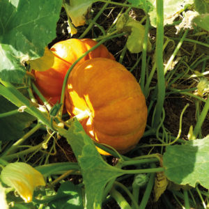 Le jardin bio de Nadine et André