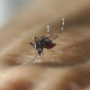 Moustique tigre : comment limiter l&rsquo;invasion ?