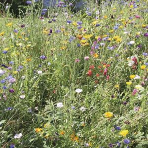 Jardiner écologique