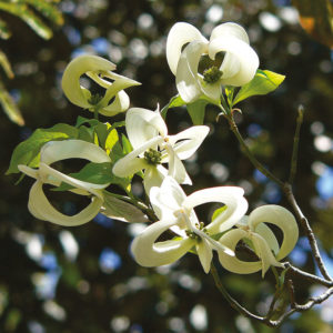 Arbustes rares pour les passionnés