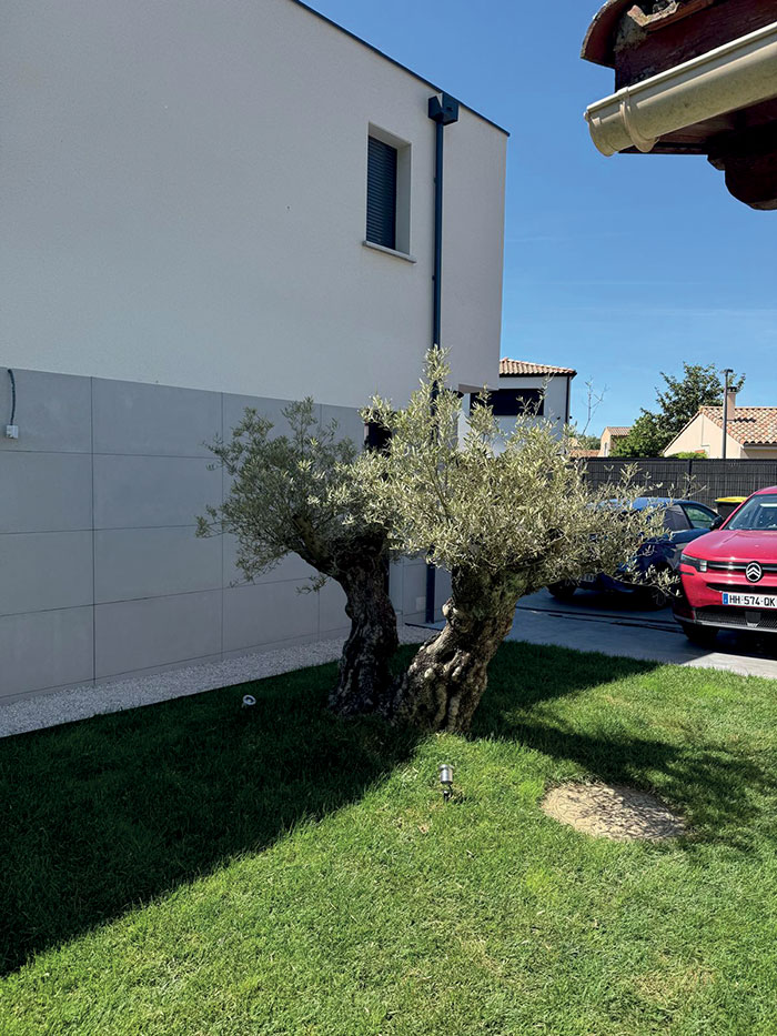 création paysagère Toulouse avec un olivier planté et chemin de pierres sur le côté
